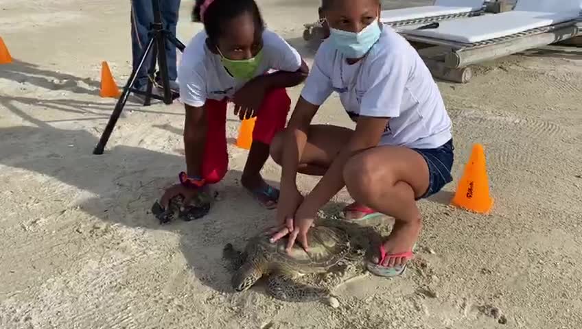 [Video] Liberación de tortugas en las Islas del Rosario