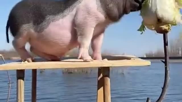 Funny Animal Videos - Awesome Funny Pet Animals | Cute Animals | Super Funny Dog Videos #short video