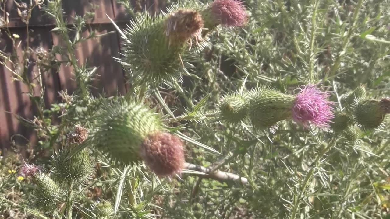 Weed flowers