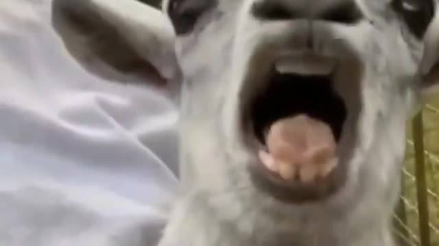 #amazing 😍#cute #baby#goat #2022 #funny #video #viral#shorts #funnyvideo #funnyshorts #trending #new