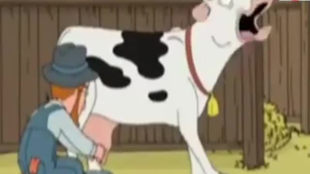 Funny cow