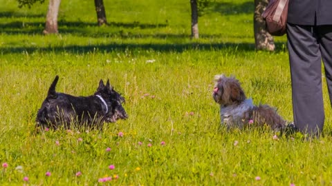 Cute Little Dog Watching Surrounding Green Park