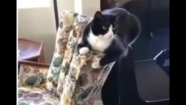Funniest cat videos #103 - HILARIOUS!