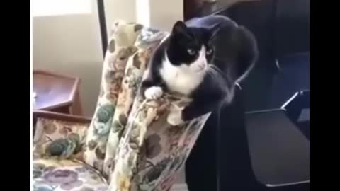 Funniest cat videos #103 - HILARIOUS!