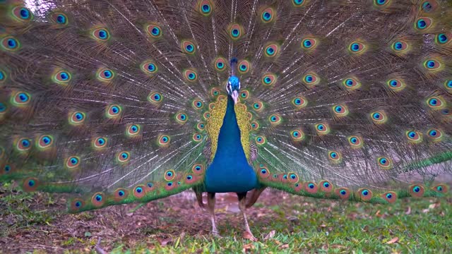 Peacock Shows Spectacularly Colored Plumage