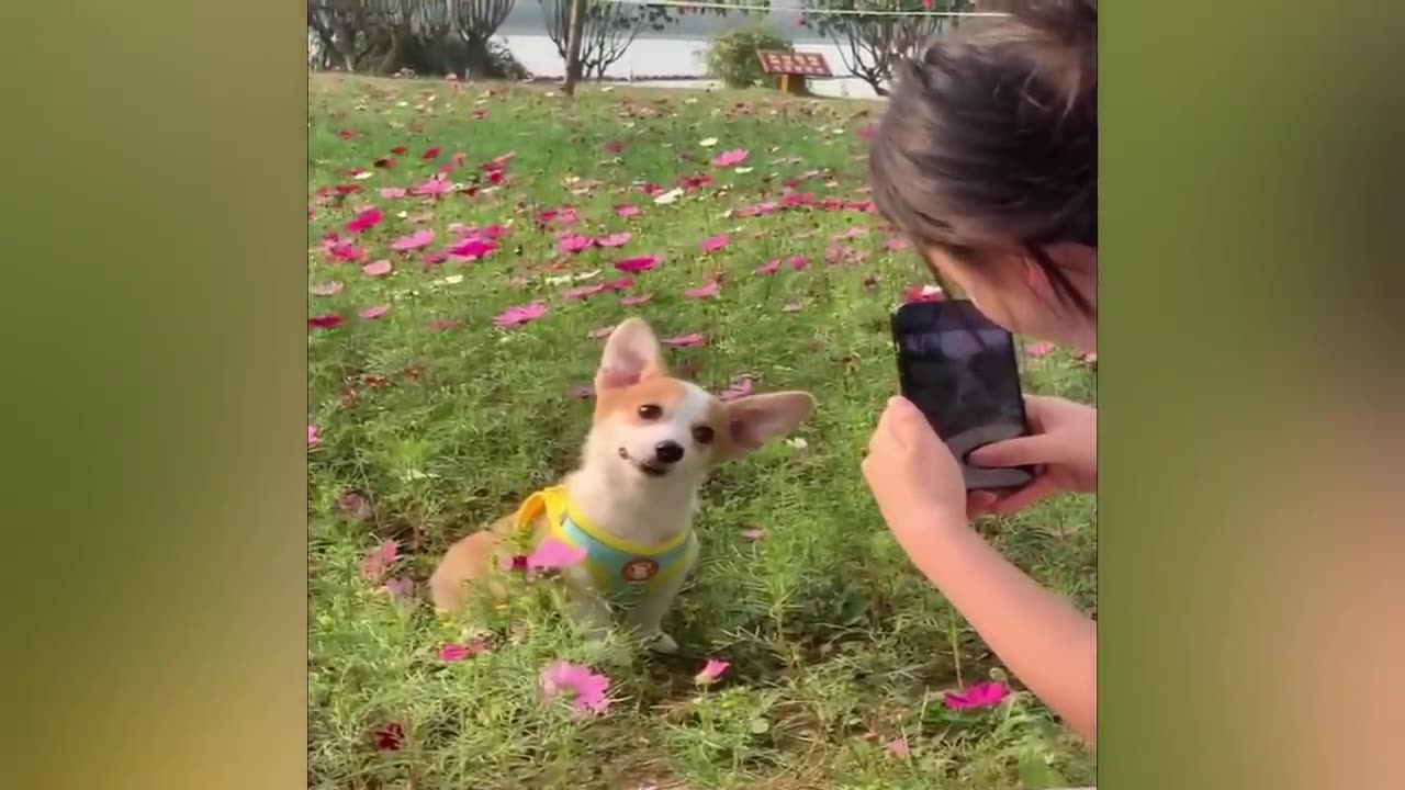 Baby Dog and Cat Getting Fun With Man 😂😂😜 #cutecat, cat, funny moments