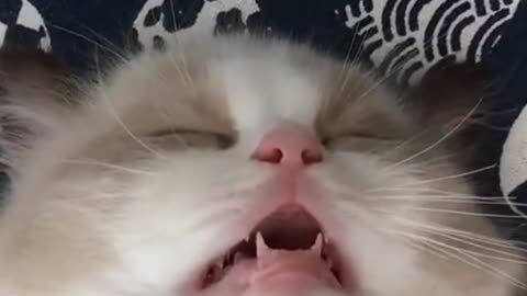 the cutest kitten in the world, very sleepy