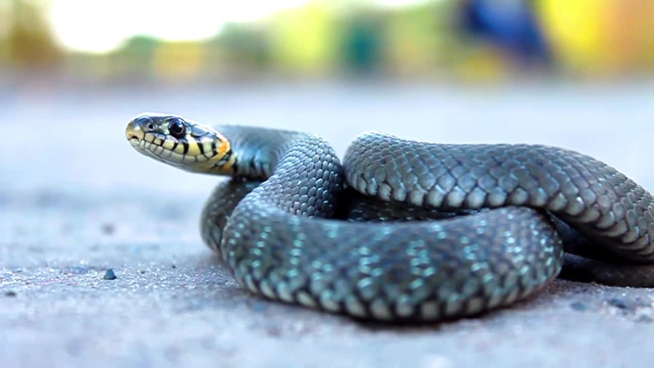 Wild Animals In 4K | Wild Snake Reaction