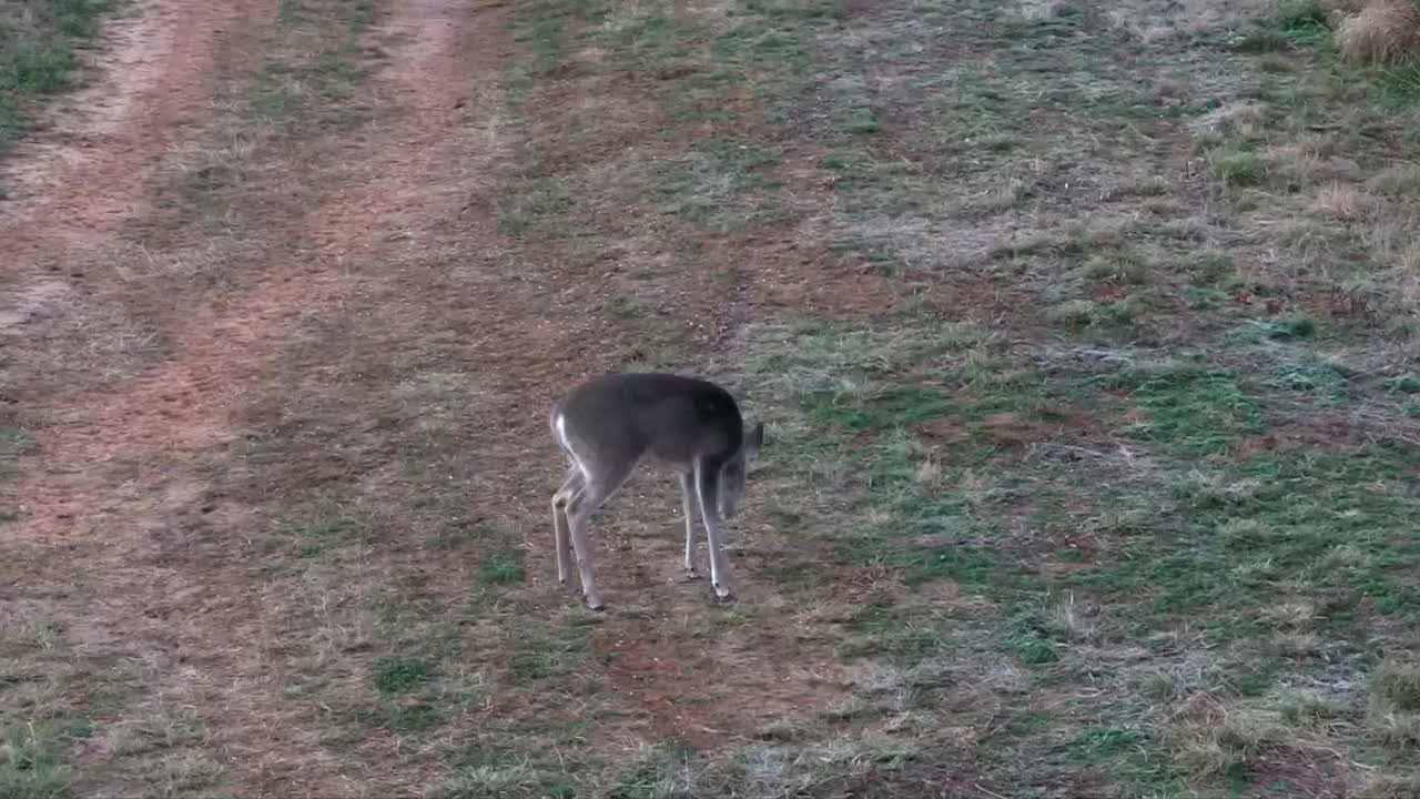 Doe with a bow (lighted knock) Smoke show hunting