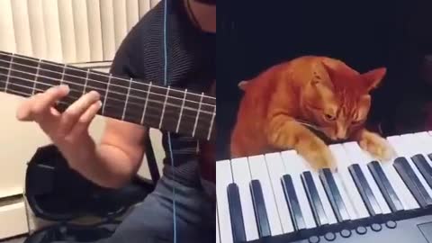 Cat and his ear for music