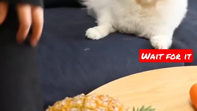 Nico : your pineapple is broke I'll give you a new one