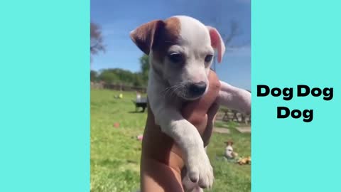 Compilation of funny and cute dog video in 2022