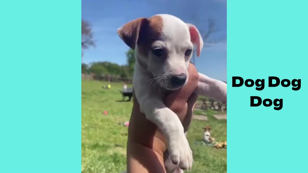 Compilation of funny and cute dog video in 2022