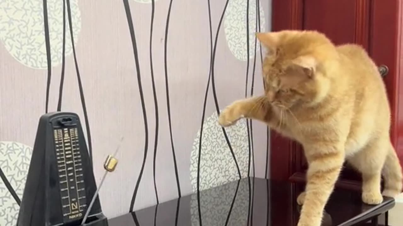 Funny Cat Entertainment Video