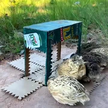 Best seen bird trap #innovation #birdwatching
