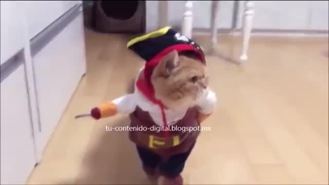 THE PIRATE CAT/el gato pirata