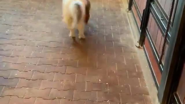 Adorable Miniature Pony