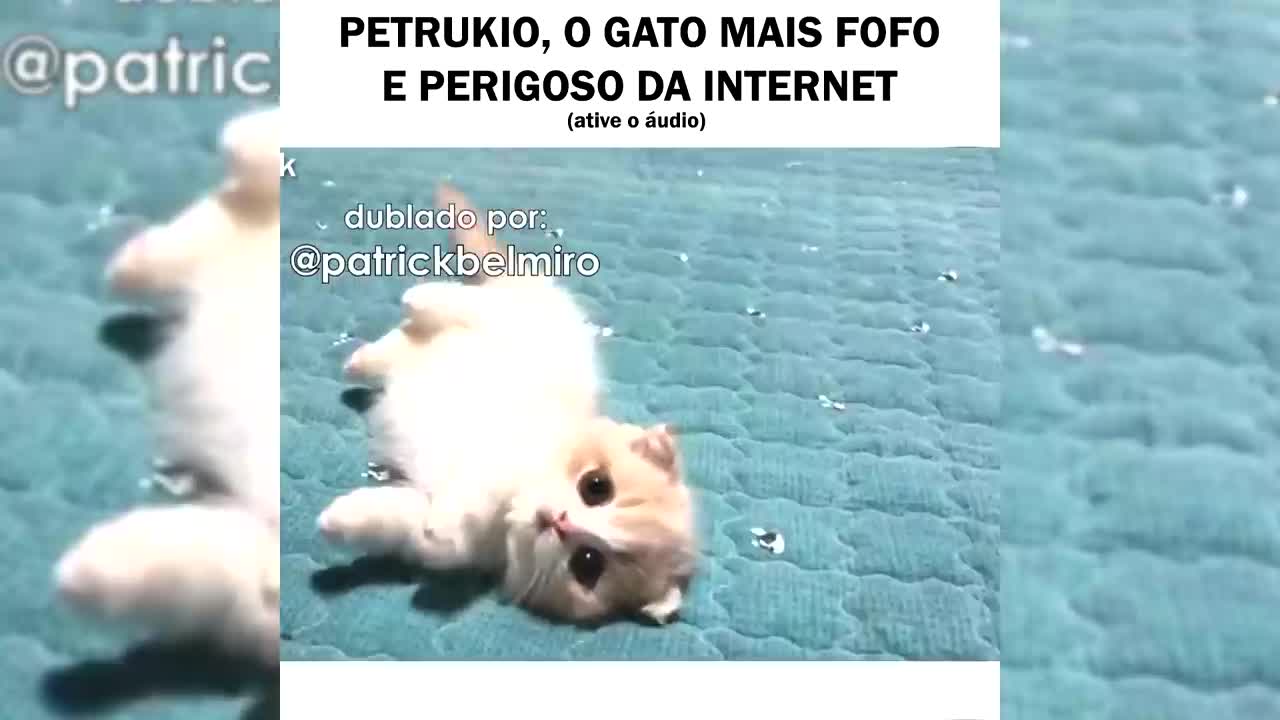 DUBLAGEM - Petrukio, o gato mais fofo e perigoso da internet (meme de animais engraçados)