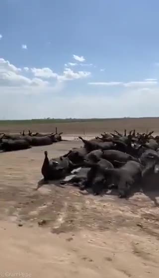 10,000 Dead Cattle in Kansas