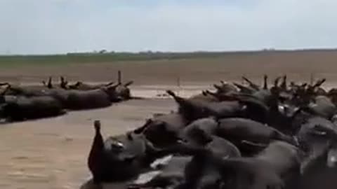 10,000 Dead Cattle in Kansas