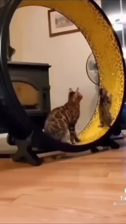 So Cute Cat Funny Video #shorts