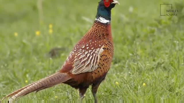 Interesting facts common pheasant by weird square