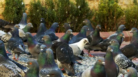 Animal Bird Pigeons