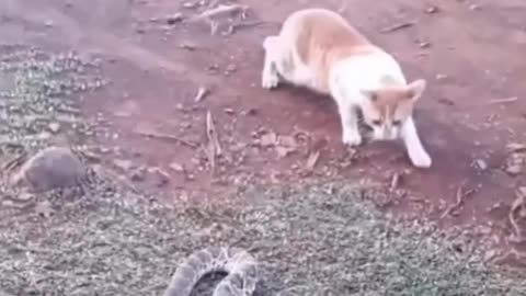Funny animal videos