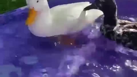 Dusty and otter duck part-6