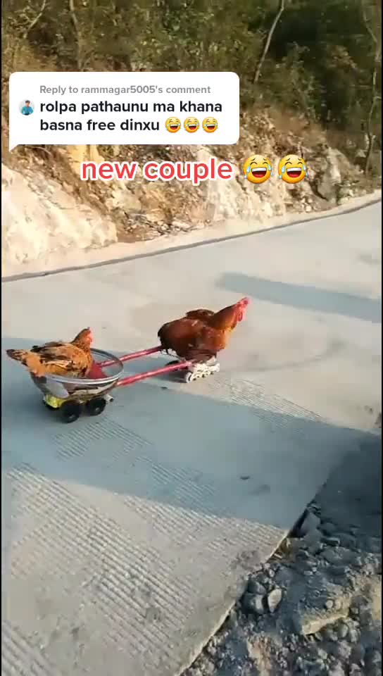 Wel trained animals around us