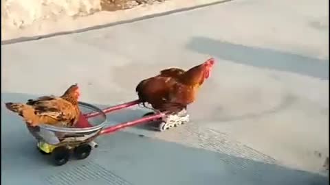 Wel trained animals around us