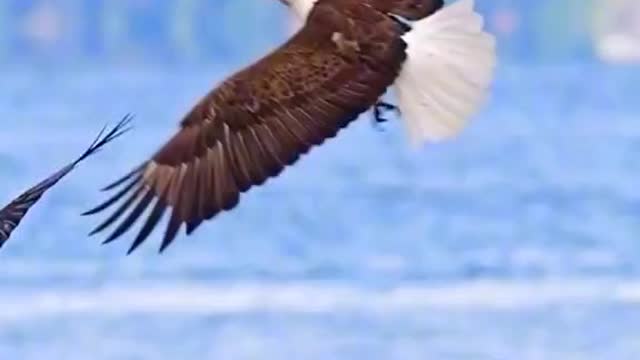 animal fight nature