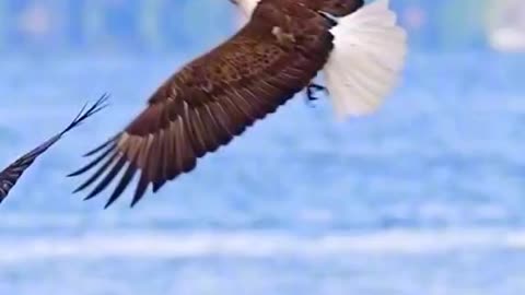 animal fight nature