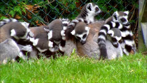 Group of Lemurs