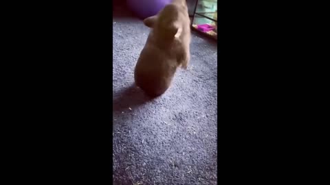 Funny Animal actions