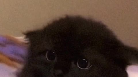 I'm Xiao Hei