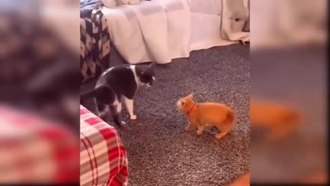 Baby Cats - Cute and Funny Cat Videos Compilation