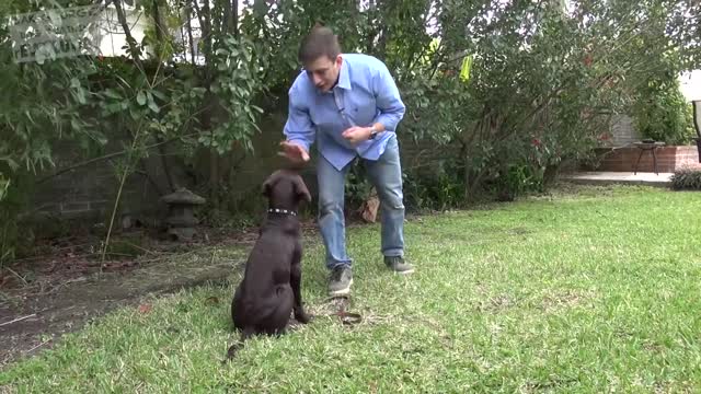 How to Teach your Dog to Stay in 3 Steps Force Free!