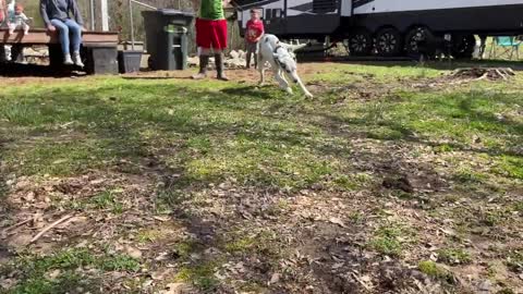 Fired up dog full of energy!