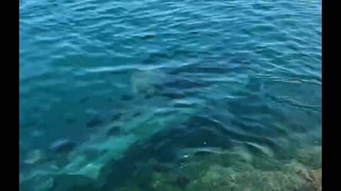 Huge Tiger Shark in Waianae Boat Harbor, Oahu, Hawaii!