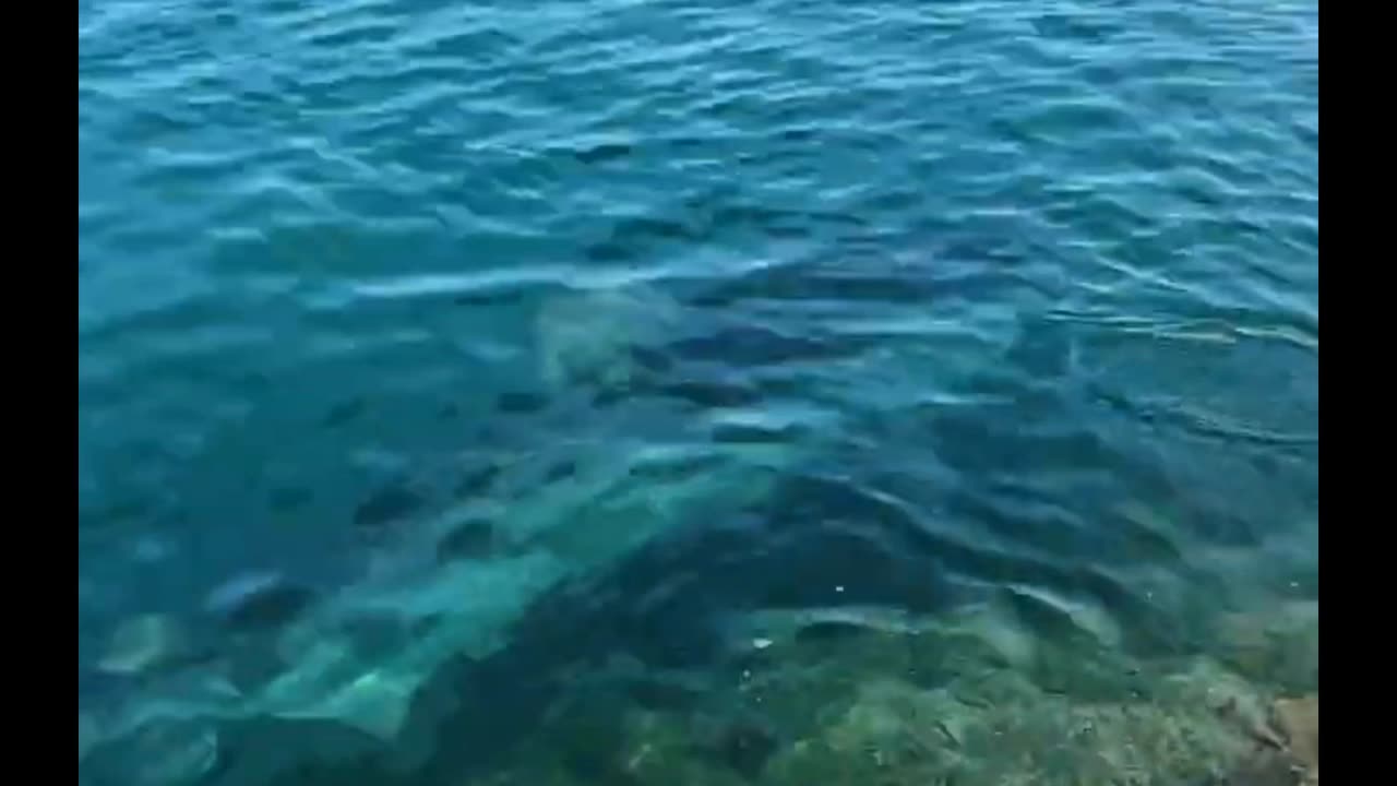 Huge Tiger Shark in Waianae Boat Harbor, Oahu, Hawaii!