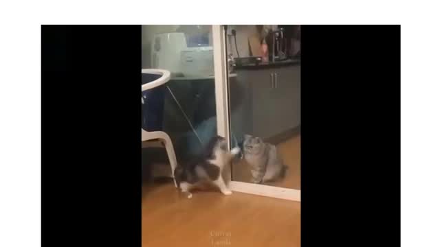 Funny Cats Playing hide and seek