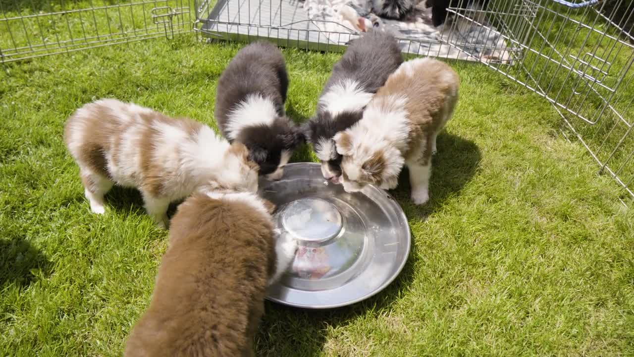 A group of puppies drink water from a bowl on grass in an enclosure - top closeup