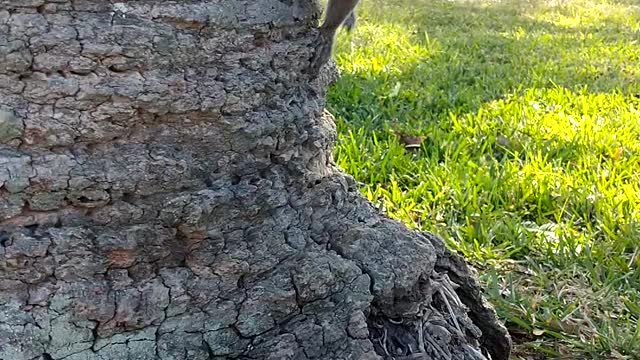 Making friends with a Squirrel