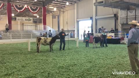 kANSAS State Fair Cow Show