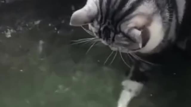 Funny Cat Playing in Fish Pond #shorts