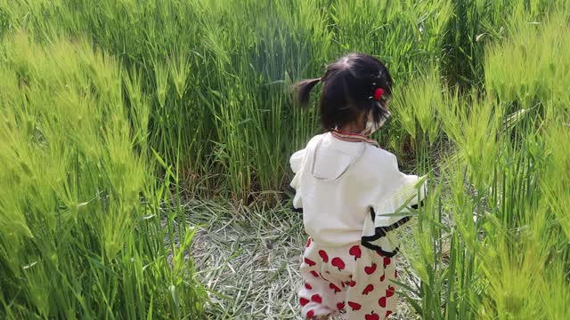 A baby walks through the wheat field