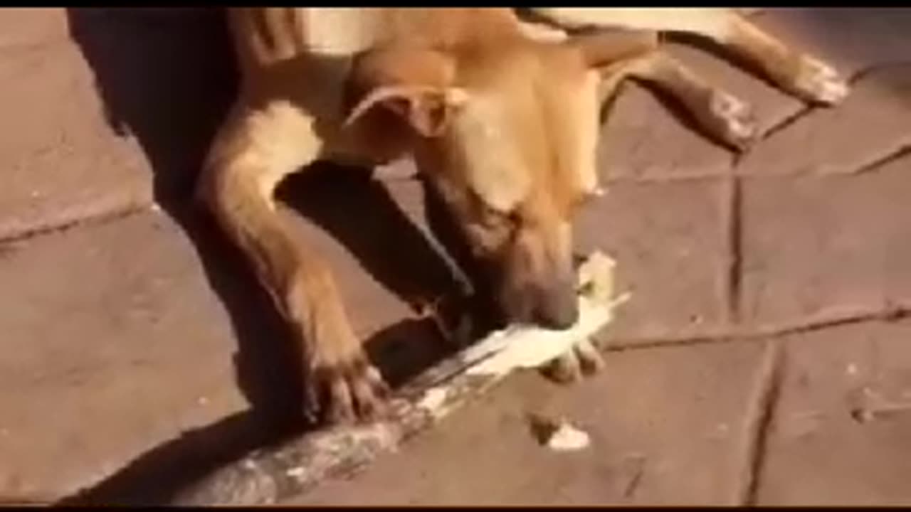 Poor dog eating sugarcane for food in Africa