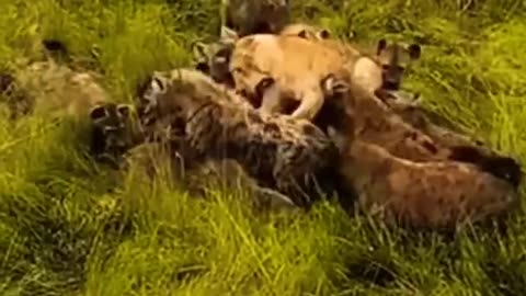 Wild animal