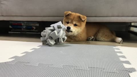 Adorable shiba puppy / I got you my toy!